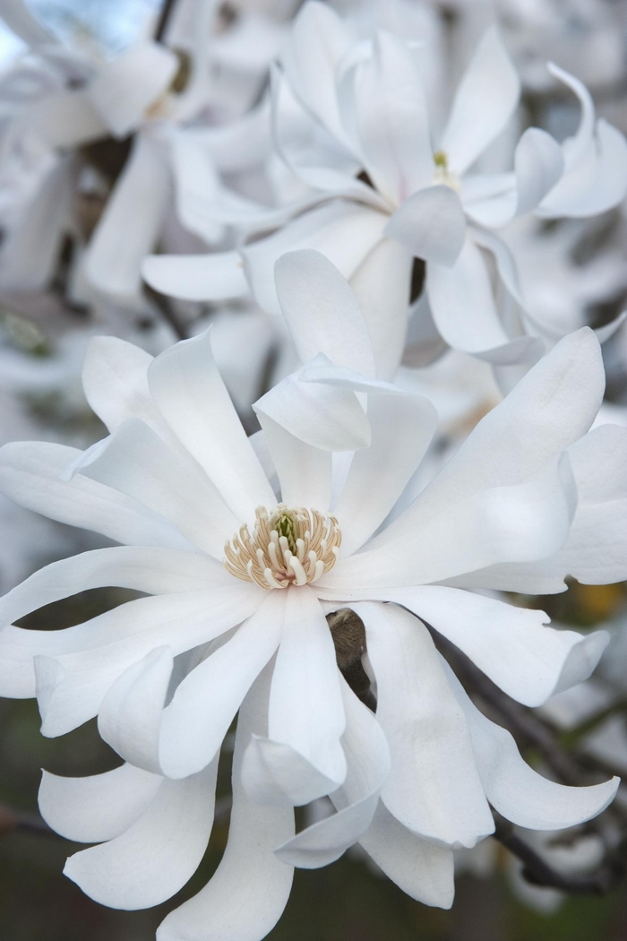 'Royal Star' - Magnolia stellata from Winding Creek Nursery