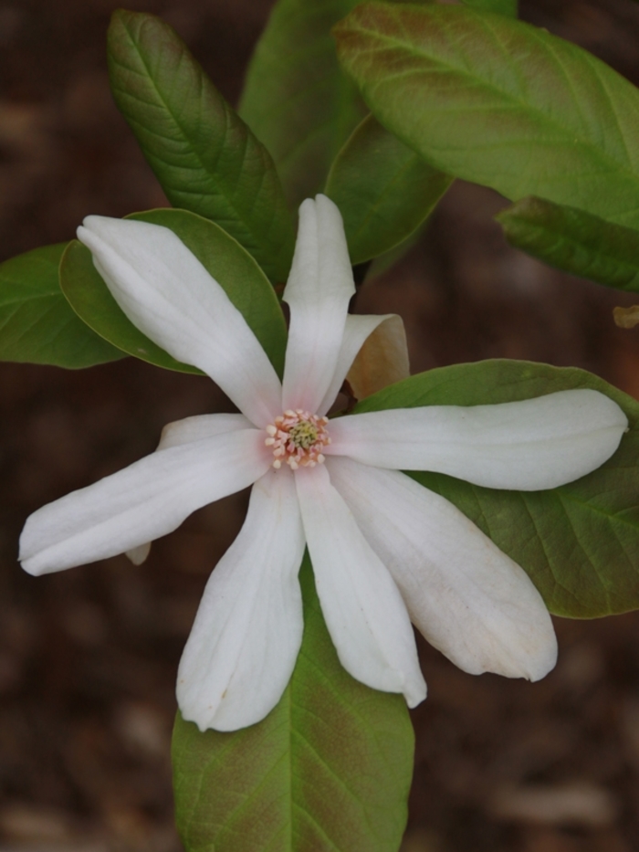 Spring Welcome® - Magnolia x loebneri from Winding Creek Nursery