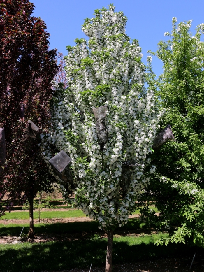 'Ivory Spear®' Crabapple - Malus from Winding Creek Nursery