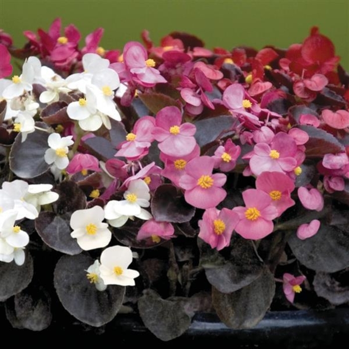 Dragon Wing® 'Series' - Begonia from Winding Creek Nursery