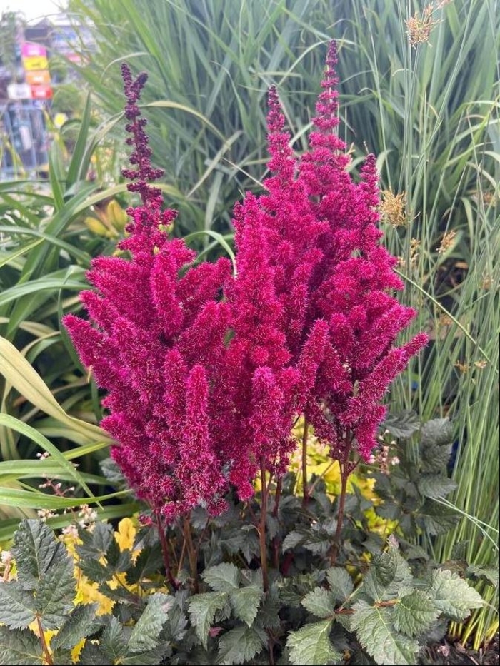 Visions Volcano Astilbe - Astilbe chinensis ''Visions Volcano'' from Winding Creek Nursery