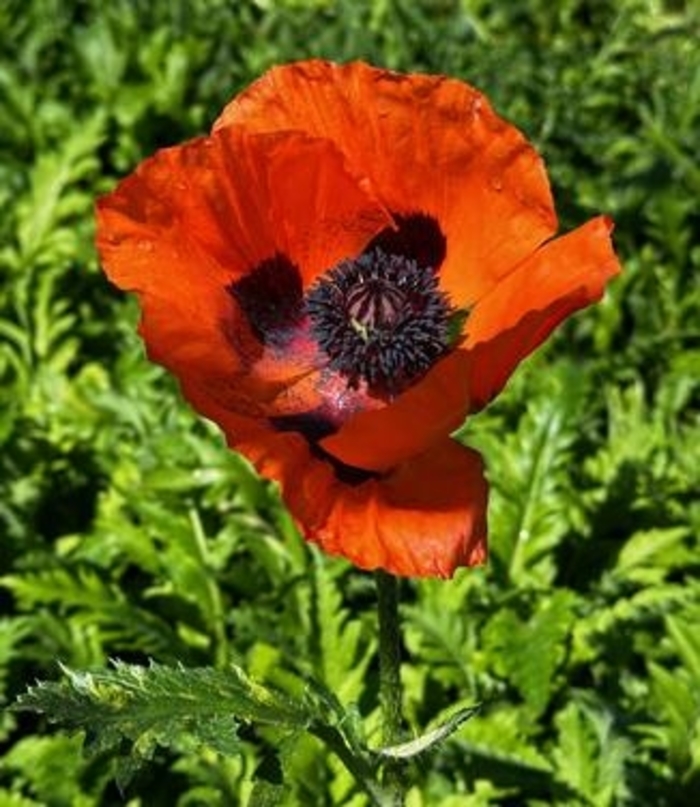 'Fruit Punch' Poppy - Papaver orientale ''Fruit Punch'' from Winding Creek Nursery