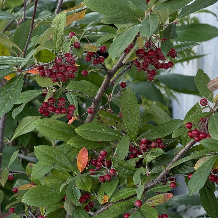 ''Brilliantissima'' Red Chokeberry - Aronia arbutifolia from Winding Creek Nursery