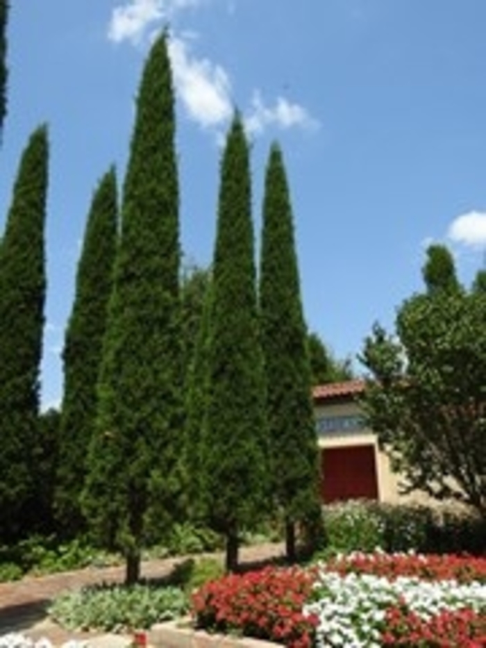 'Taylor' Juniper - Juniperus virginiana from Winding Creek Nursery