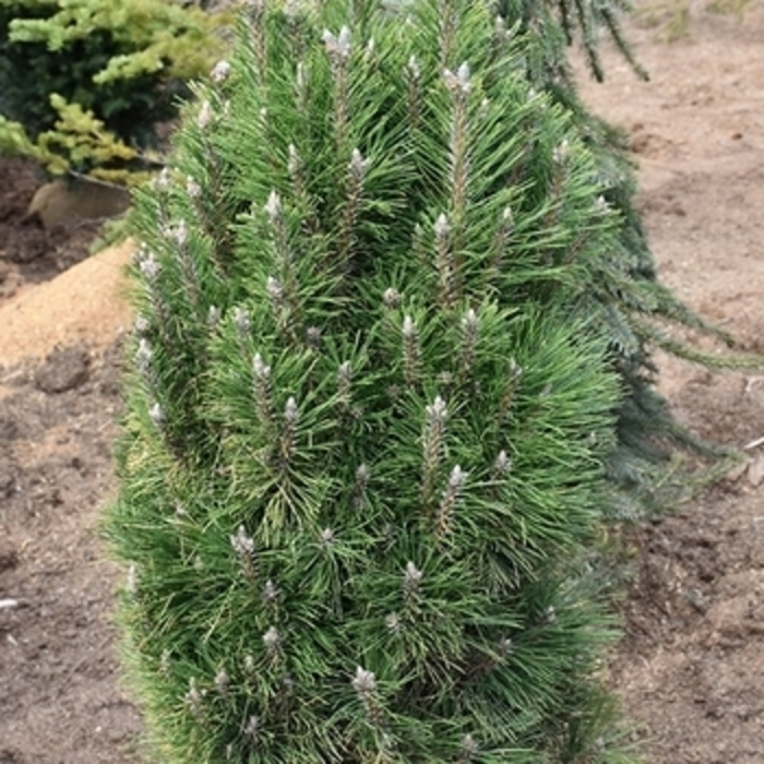 'Emerald Arrow' Bosnian Pine - Pinus heldreichii (leucodermis) from Winding Creek Nursery