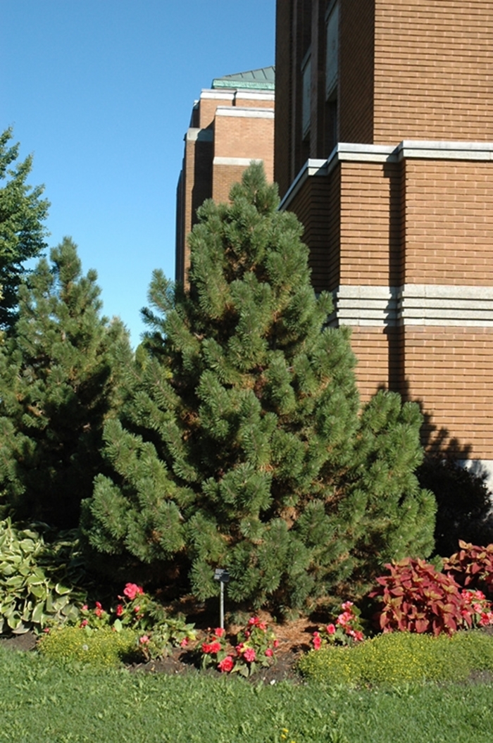 'Tannenbaum' Mugo Pine - Pinus mugo from Winding Creek Nursery