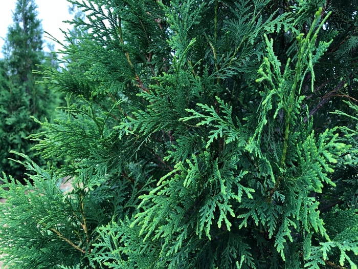 'Hetz Wintergreen' Arborvitae - Thuja occidentalis from Winding Creek Nursery