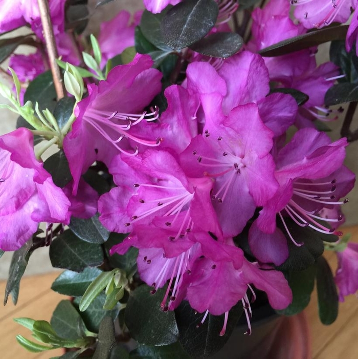 'PJM Elite Star' - Rhododendron from Winding Creek Nursery