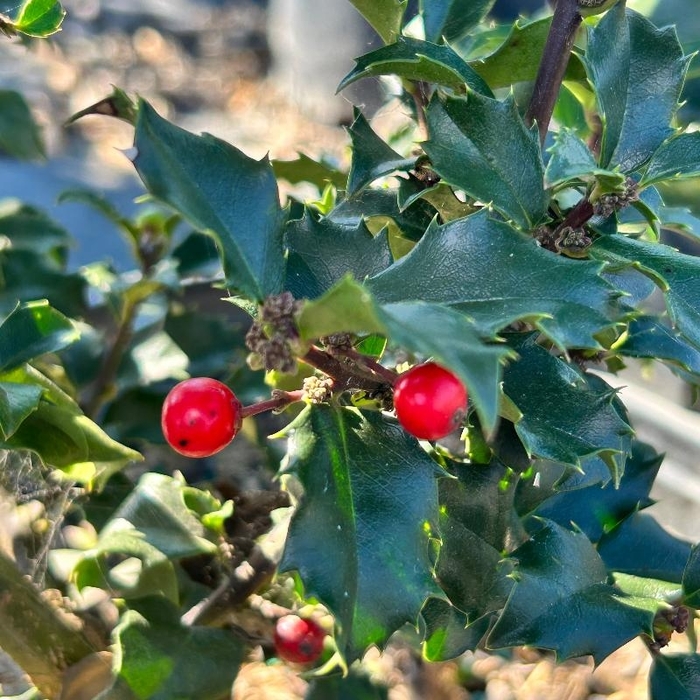 'Blue Princess' Holly - Ilex x meserveae from Winding Creek Nursery