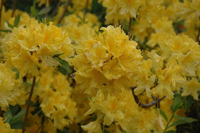 'Lemon Lights' Azalea - Rhododendron Northern Lights hybrid from Winding Creek Nursery