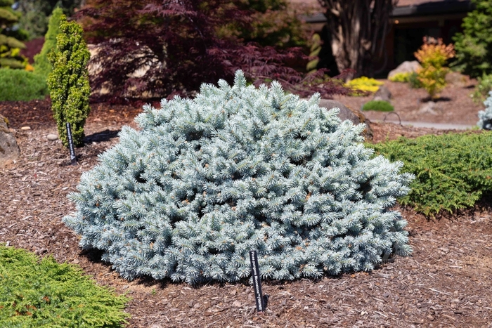 'Moonstone' Globe Blue Spruce - Picea pungens from Winding Creek Nursery