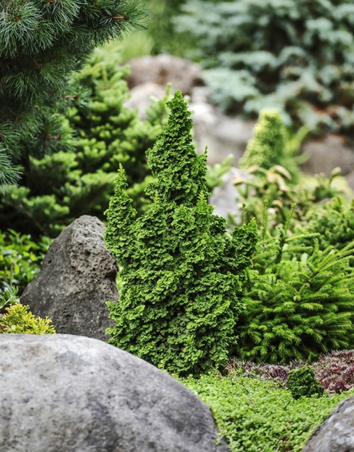 'Primo®' Dwarf Arborvitae - Thuja occidentalis from Winding Creek Nursery