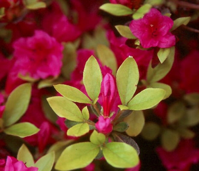 'Girard's Purple' Azalea - Rhododendron from Winding Creek Nursery