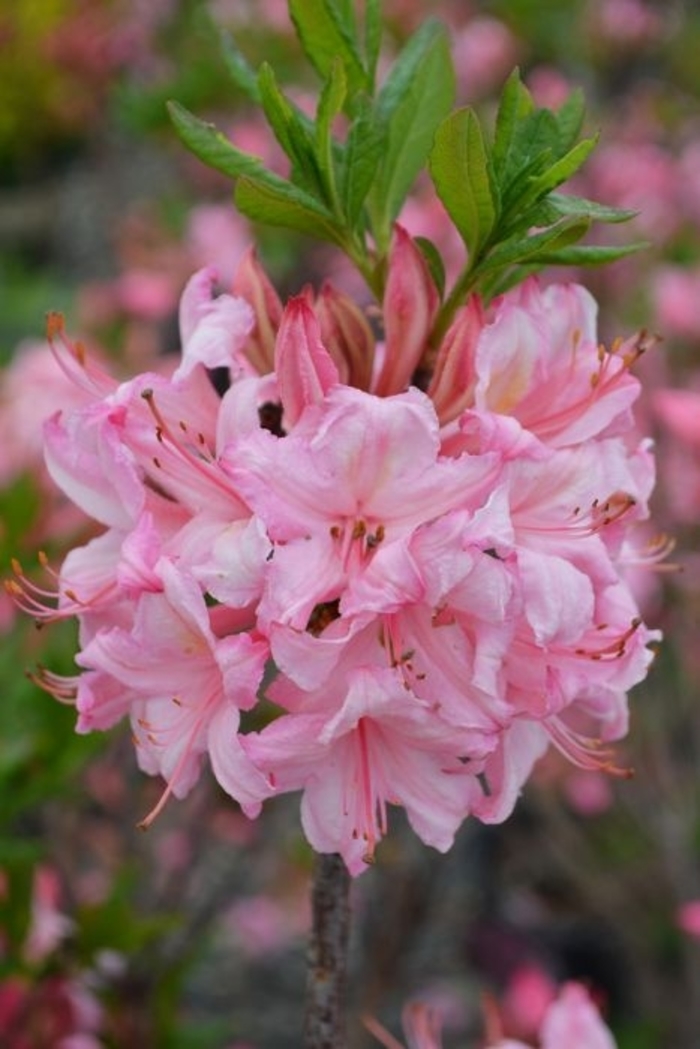 'Candy Lights™' Azalea - Rhododendron Northern Lights hybrid from Winding Creek Nursery