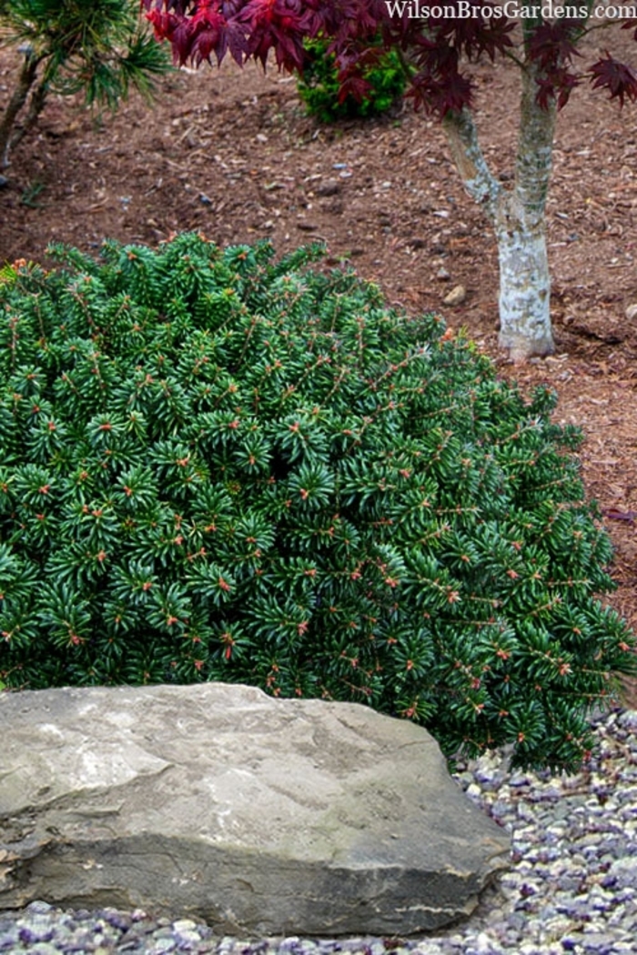 'Cis' Korean Fir - Abies koreana from Winding Creek Nursery