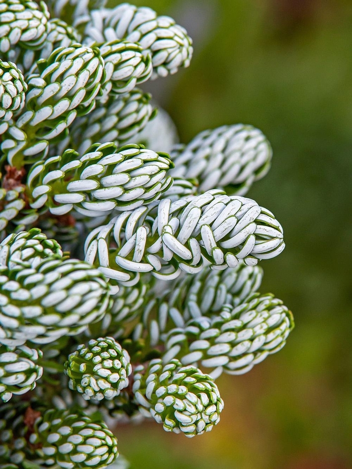 Ice Breaker Korean Fir - Abies koreana ' ‘Ice Breaker’' from Winding Creek Nursery