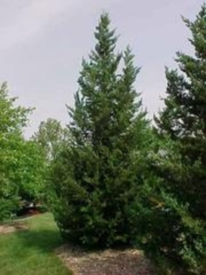 'Fairview' Juniper - Juniperus chinensis from Winding Creek Nursery