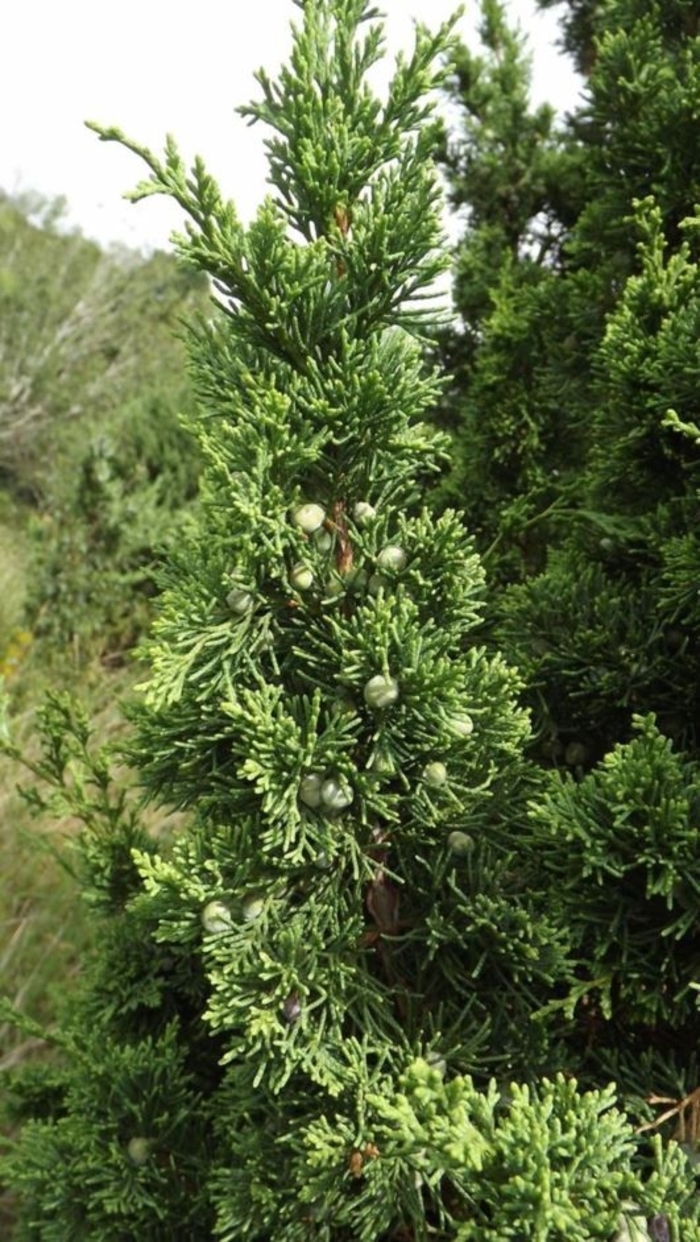 'Iowa' Juniper - Juniperus chinensis from Winding Creek Nursery