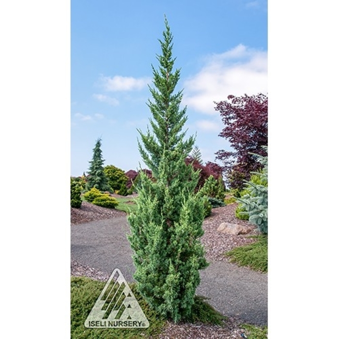 'Trautman' Juniper - Juniperus chinensis from Winding Creek Nursery