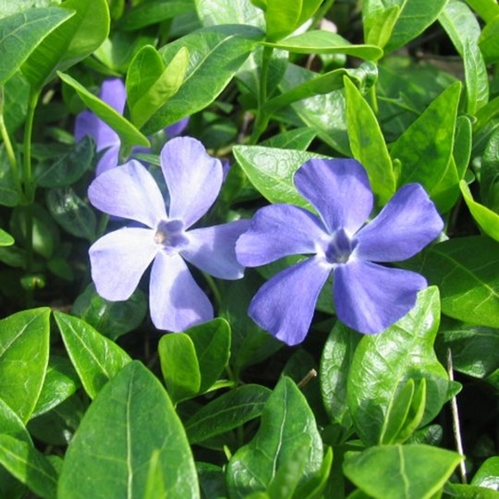 'Dart's Blue' Periwinkle - Vinca minor from Winding Creek Nursery