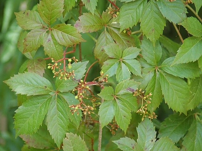 'Engelmannii' Virginia Creeper - Parthenocissus quinquefolia var. engelmannii from Winding Creek Nursery