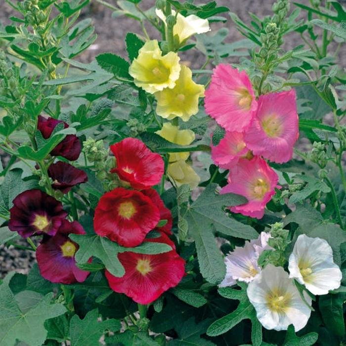 'Las Vegas' Hollyhock - Alcea ficifolia from Winding Creek Nursery