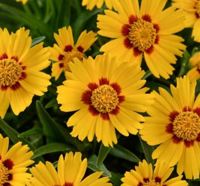 Solanna™ 'Bright Touch' - Coreopsis grandiflora (Tickseed) from Winding Creek Nursery