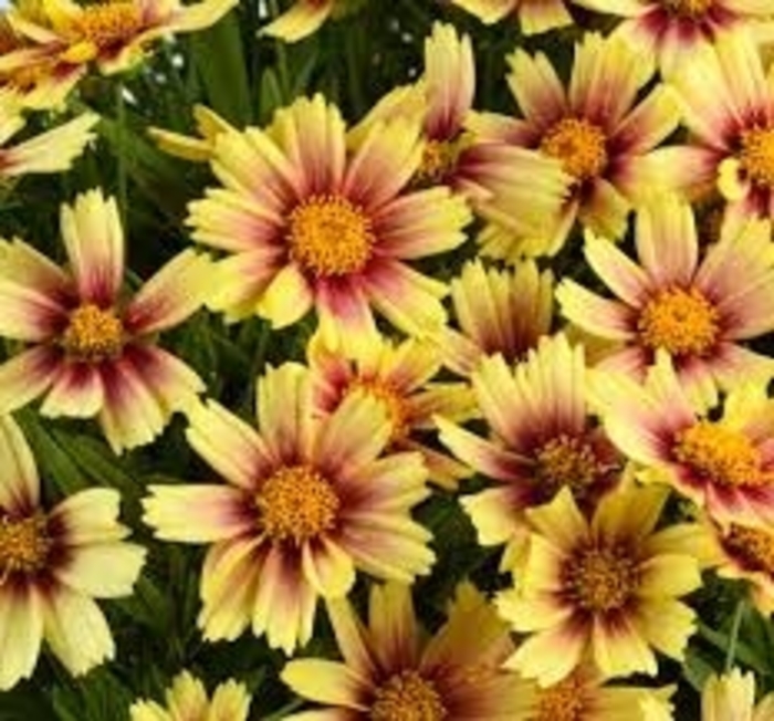 Solanna™ 'Sunset Burst' - Coreopsis grandiflora (Tickseed) from Winding Creek Nursery