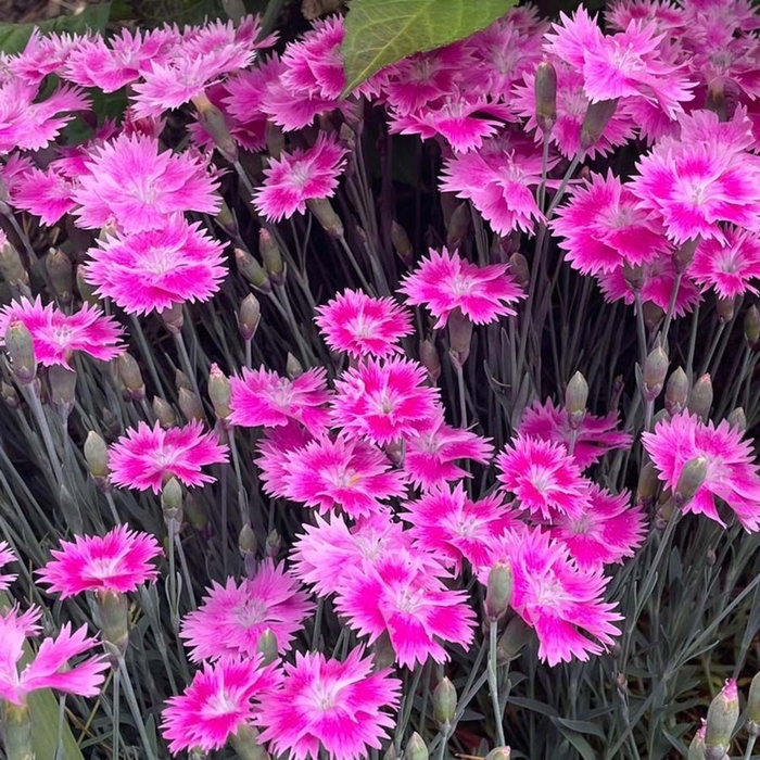 Everbloom™ 'Watermelon Ice' - Dianthus (Border Pinks) from Winding Creek Nursery