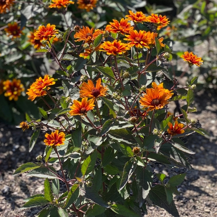 'Summer Eclipse' False Sunflower - Heliopsis helianthoides from Winding Creek Nursery