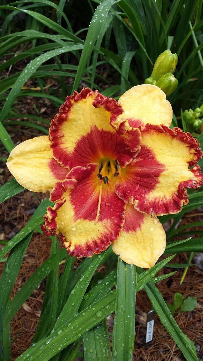 'Band of Fire' Daylily - Hemerocallis from Winding Creek Nursery