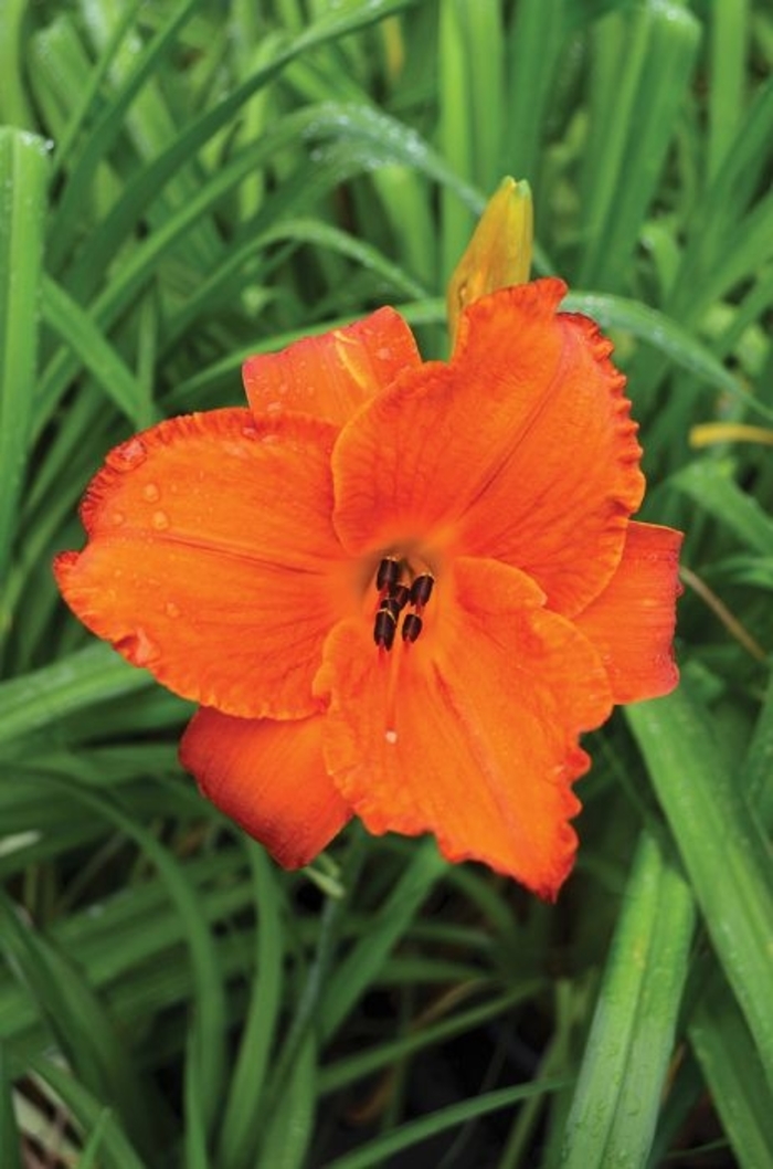 'Mauna Loa' Daylily - Hemerocallis from Winding Creek Nursery