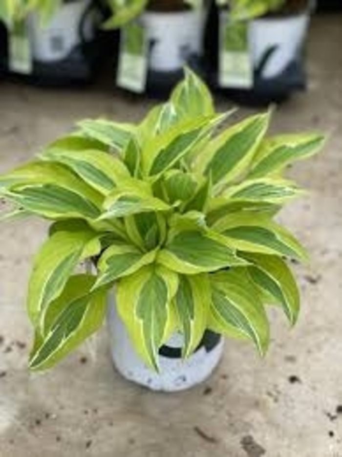 'Yellow Polka Dot Bikini' Plantain Lily, Hosta - Hosta from Winding Creek Nursery