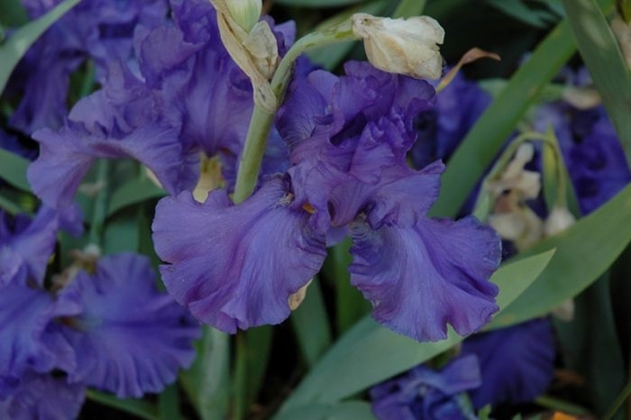 'Breakers' Breakers Bearded Iris - Iris germanica from Winding Creek Nursery