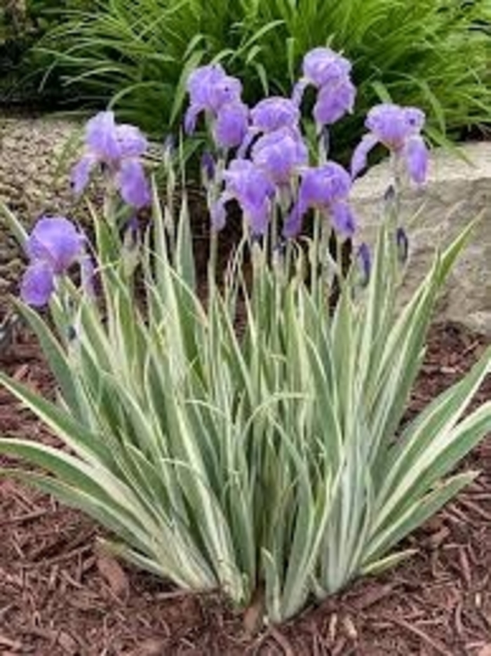 'Albo variegata' - Iris pallida from Winding Creek Nursery