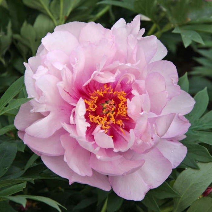 'First Arrival' Itoh Peony - Paeonia from Winding Creek Nursery