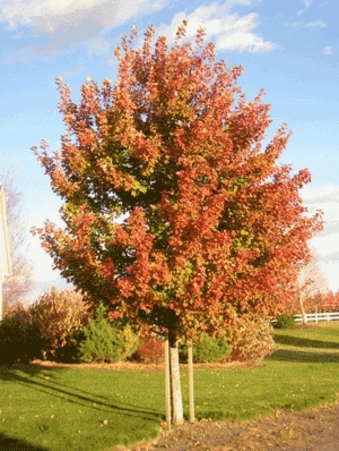 'Sienna Glen®' Freeman Maple - Acer x freemanii from Winding Creek Nursery