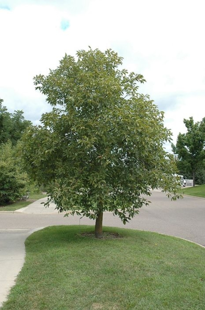 'Autumn Splendor' Buckeye - Aesculus x arnoldiana from Winding Creek Nursery