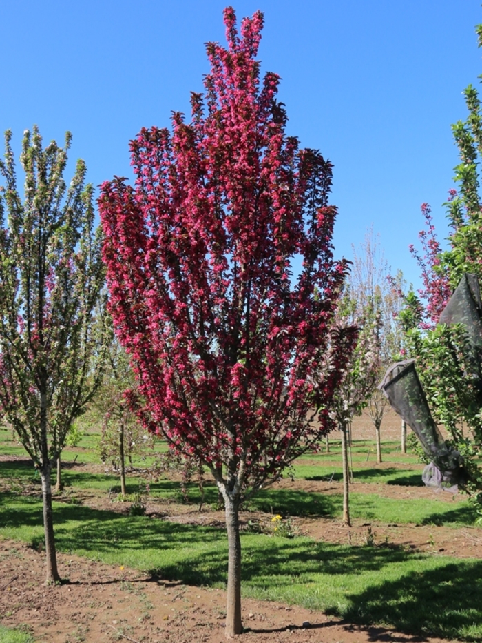 'Raspberry Spear®' Crabapple - Malus from Winding Creek Nursery