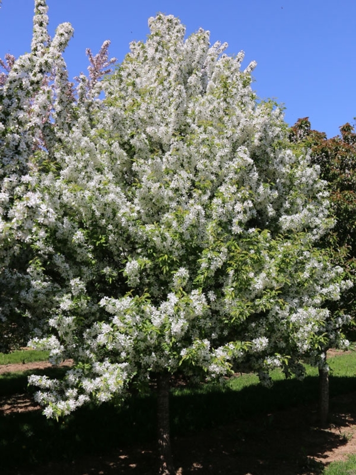 'Snow Crystal™' Crabapple - Malus from Winding Creek Nursery