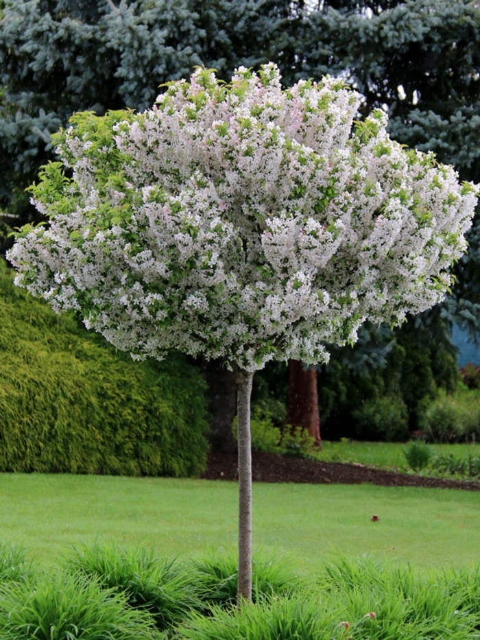 'Sparkling Sprite®' Crabapple - Malus from Winding Creek Nursery