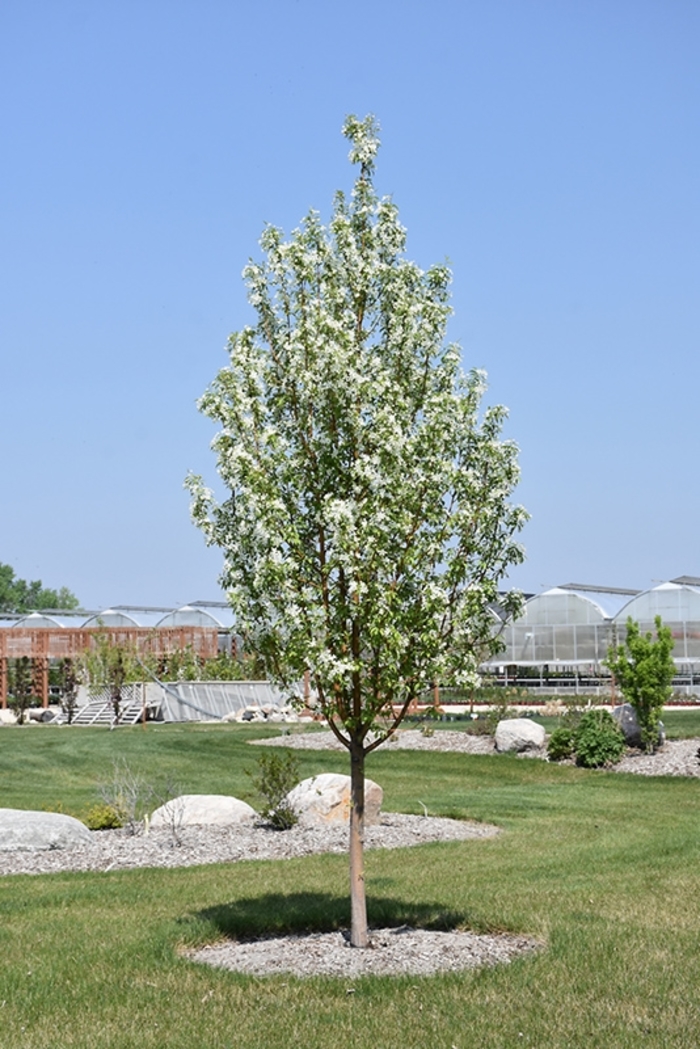 'Starlite®' Crabapple - Malus from Winding Creek Nursery