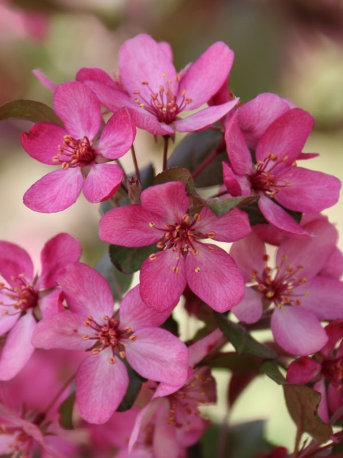 Ruby Dayze® Crabapple - Malus ''JFS KW139MX'' from Winding Creek Nursery