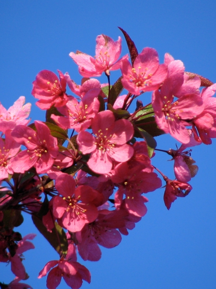 Prairifire Crabapple - Malus ''Prairifire'' from Winding Creek Nursery