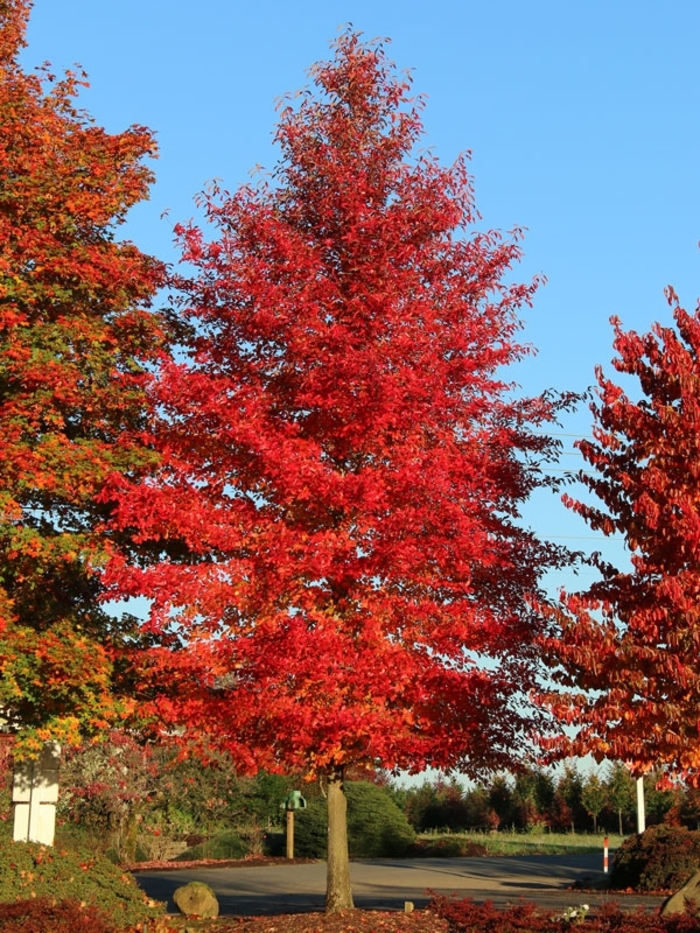 'Afterburner®' Tupelo - Nyssa sylvatica from Winding Creek Nursery