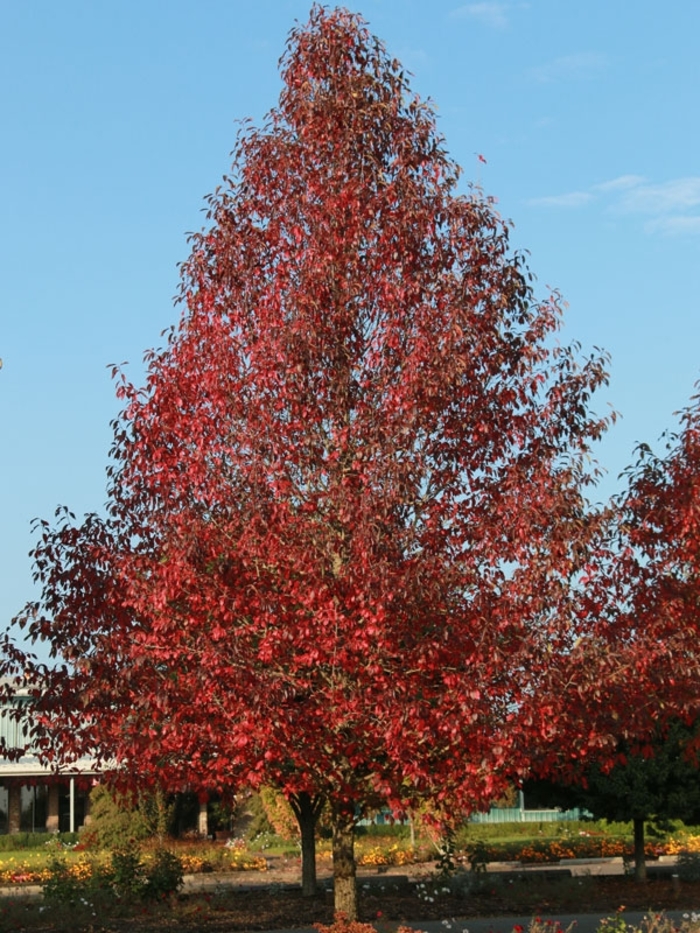 'Firestarter®' Tupelo - Nyssa sylvatica from Winding Creek Nursery