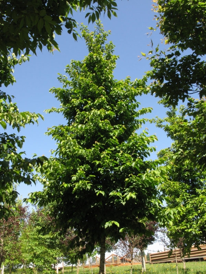 'Autumn Treasure®' Hop Hornbeam - Ostrya virginiana from Winding Creek Nursery