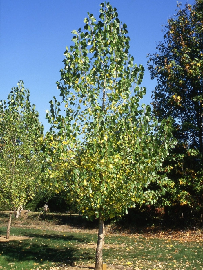 'Siouxland' Poplar - Populus deltoides from Winding Creek Nursery