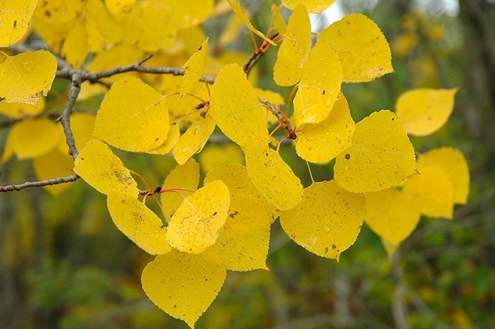 'Summer Shimmer®' Aspen - Populus tremuloides from Winding Creek Nursery