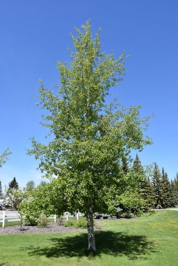 Quaking Aspen - Populus tremuloides from Winding Creek Nursery